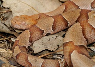 Copperhead snake